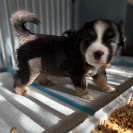 Tide - Black tri male Miniature American Shepherd puppy in Phoenix, Arizona from Outlaw Minis
