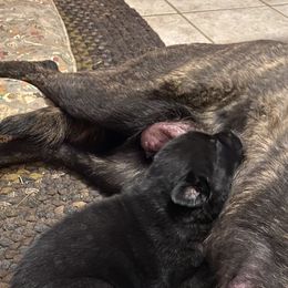 Dutch Shepherd Puppies from Dutch Den