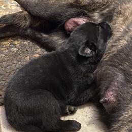 Dutch Shepherd Puppies from Dutch Den