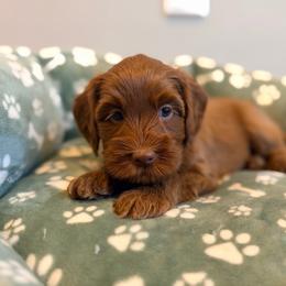 Rusty - Caramel red male Australian Labradoodle puppy in Summerfield, North Carolina from Four Oaks Labradoodles