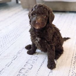 Caddie - Brown and white female Bernedoodle puppy in Orland, California from Shockley’s Elite Doodles