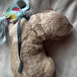 Arbor - Apricot male Goldendoodle puppy in Camden, North Carolina from Oopsie Doodles of NC