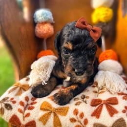 Dallas-can Christmas hold - female Cavapoochon puppy in Bullard, Texas from Cavapoochon Central LLC