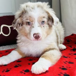 Valentine - Red merle Miniature Australian Shepherd puppy in Kaufman, Texas from Xoxo Aussies