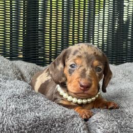 Girl 2 - Dapple female Dachshund puppy in Choccolocco, Alabama from Ace’s Doxies