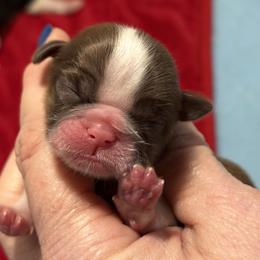 Caroline - Liver and white female Shih Tzu puppy in Sharon, Pennsylvania from Keystone Danes and Shih tzus