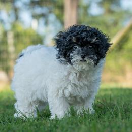 Tucker - Black and white male Cavapoo puppy in Gurdon, Arkansas from Franklin Ranch Pups