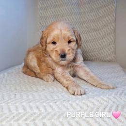 Purple Girl - Cream female Goldendoodle puppy in Rochester, New York from Sandy Creek Doodles