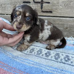 Dachshund Puppies from 4E Dachshunds