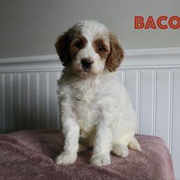 Bacon - Parti male Goldendoodle puppy in Taylorsville, North Carolina from Heartfelt Doodles