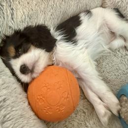 Cavalier King Charles Spaniel Puppies from George Larkin