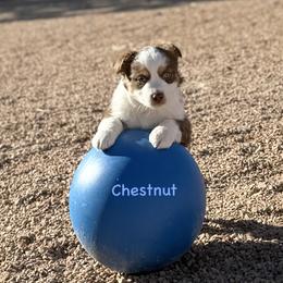 Chestnut - Red tri male Miniature Australian Shepherd puppy in Chino Valley, Arizona from BlueZion Aussies