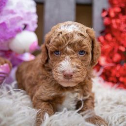 Bernedoodles, Labradoodles, and Poodles from New life kennels