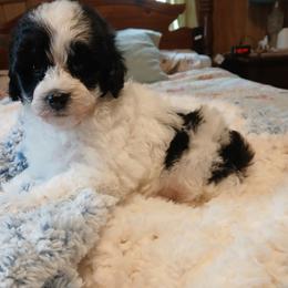 Toffee - White female Havapoo puppy in Blanch, North Carolina from Faithful Hearts Kennel