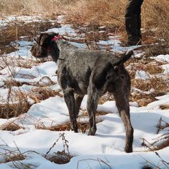 German Shepherds and German Wirehaired Pointers from Seelenfeuer German Shepherd Dogs