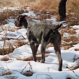 German Shepherds and German Wirehaired Pointers from Seelenfeuer German Shepherd Dogs