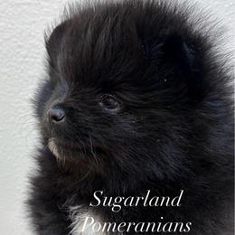 Symphony - Black female Pomeranian puppy in Palatka, Florida from Sugarland Pomeranians