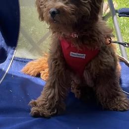 Valentina - Red  female Goldendoodle puppy in Bethlehem, Pennsylvania from Golden Maxim Kennels