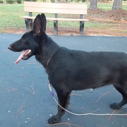 German Shepherd All Grown Up from Karen's Kennel