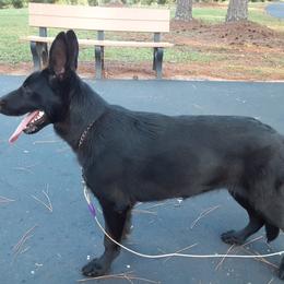 German Shepherd All Grown Up from Karen's Kennel