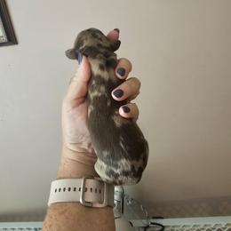 Dapple female - Dapple female Dachshund puppy in Trade, Tennessee from TN Miniature Dachshunds & Basset Hounds