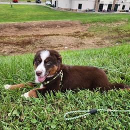 Roscoe - Red tri-color male Australian Shepherd puppy in Blairsville, Georgia from Georgia Peach Aussies