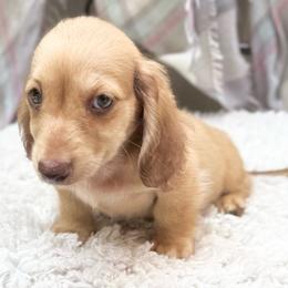 Marty - Cream male Dachshund puppy in Decatur, Mississippi from KP Dachshunds