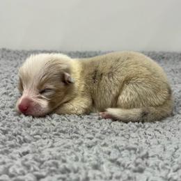 Vela (bluie merle) - Blue merle and white female American Corgi puppy in Waco, Texas from The Comma Corgis