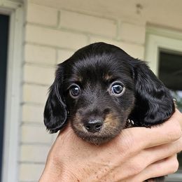 Kahlua - Brindle Dachshund puppy in Sarasota County, Florida from Donna's Mini Joys