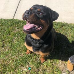 Rottweiler Puppies from Alpha Co. Rottweilers