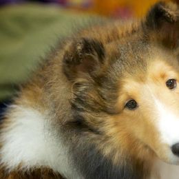 Collies and Shetland Sheepdogs from Clarity