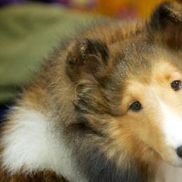 Collies and Shetland Sheepdogs from Clarity