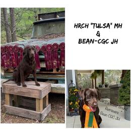 Labrador Retriever puppies from AKS’s Water Bound Retrievers