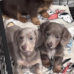 Dachshund Puppies from Vandruff Creek Mini Dachshunds