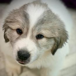 Midas (KODA) Black collar male - White and badger male Great Pyrenees puppy in Fair Grove, Missouri from Allen Wags & Woolies