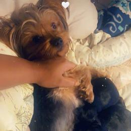 Mimi - Yorkshire Terrier