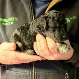Boy 5 - male Poodle puppy in Wentworth, South Dakota from PaintersPreciousPoodles