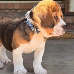 Pete - Black tan and white male Beagle puppy in Mansfield, Missouri from Rippee Creek Kennel