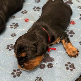 Theo - Black and tan male Cavalier King Charles Spaniel puppy in Ocala, Florida from Ray of Sunshine Spaniels LLC