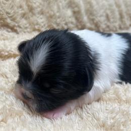 Full AKC Bexley - White male Pekingese puppy in Hustontown, Pennsylvania from Triple I Pekes