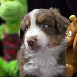 Rooster - Red tri-color male Australian Shepherd puppy in Smithfield, Utah from Invictus Farms