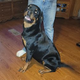 Luna - Rottweiler