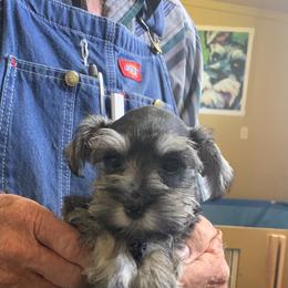 Miniature Schnauzer Puppies from Circle R Ranch