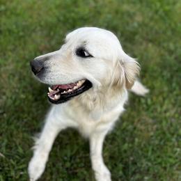 Golden Retriever All Grown Up from Alfalfa Lane Adventures