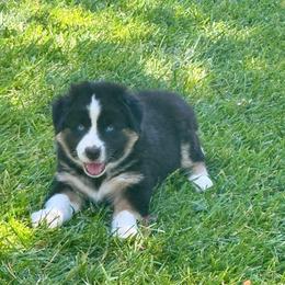 Feather - Black tri-color female Australian Shepherd puppy in California from Eagle River Aussies