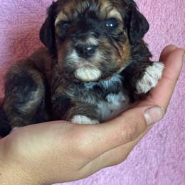 Copper - Brown and white female Bernedoodle puppy in Longmont, Colorado from Colorado Miniature Bernedoodle Puppies