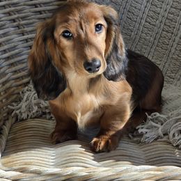 Dachshund Puppies from Bluegrass Dachshunds