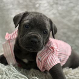 Flash - Gray male Cane Corso puppy in Russellville, Missouri from Soaring Royalty Canines LLC