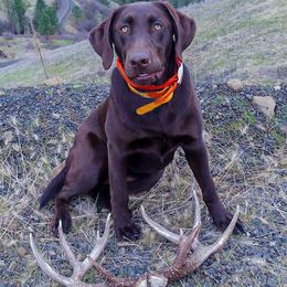 Labrador Retrievers from Stag River Labradors