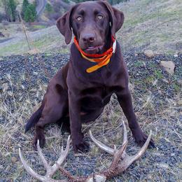 Labrador Retrievers from Stag River Labradors